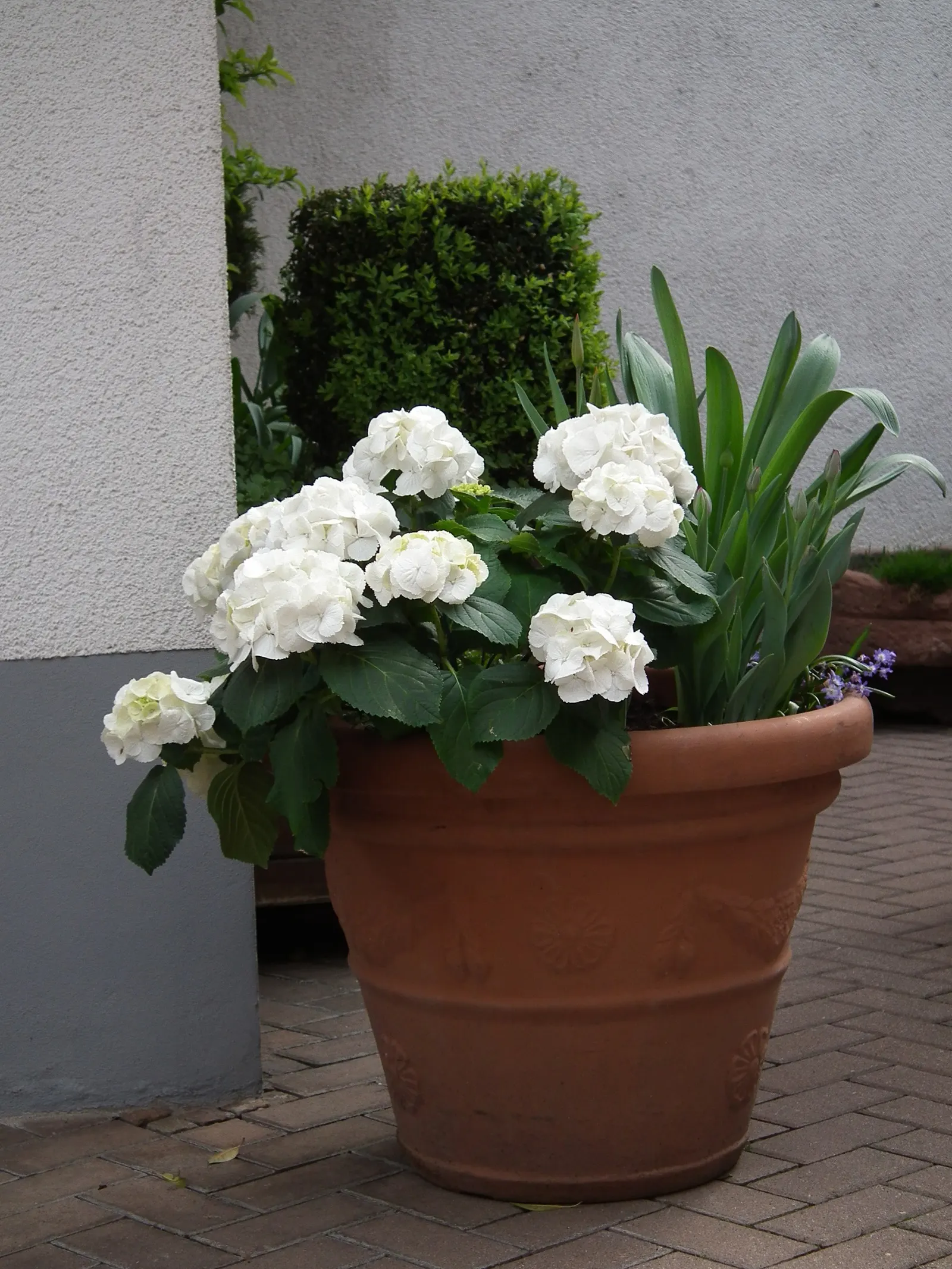 White Bigleaf Hydrangea (Hydrangea Macrophylla 'White') — these blossoms make a dramatic statement from early summer to fall; offers a captivating addition to