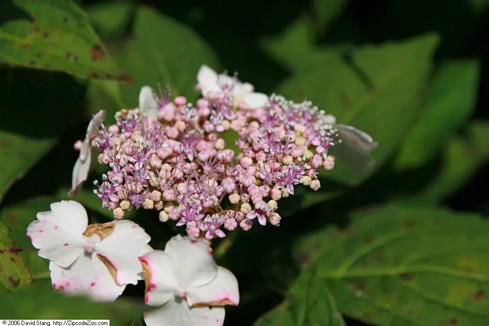 White Bigleaf Hydrangea (Hydrangea Macrophylla 'White') — although it can tolerate full sun in cooler climates; a layer of mulch around the base can help to