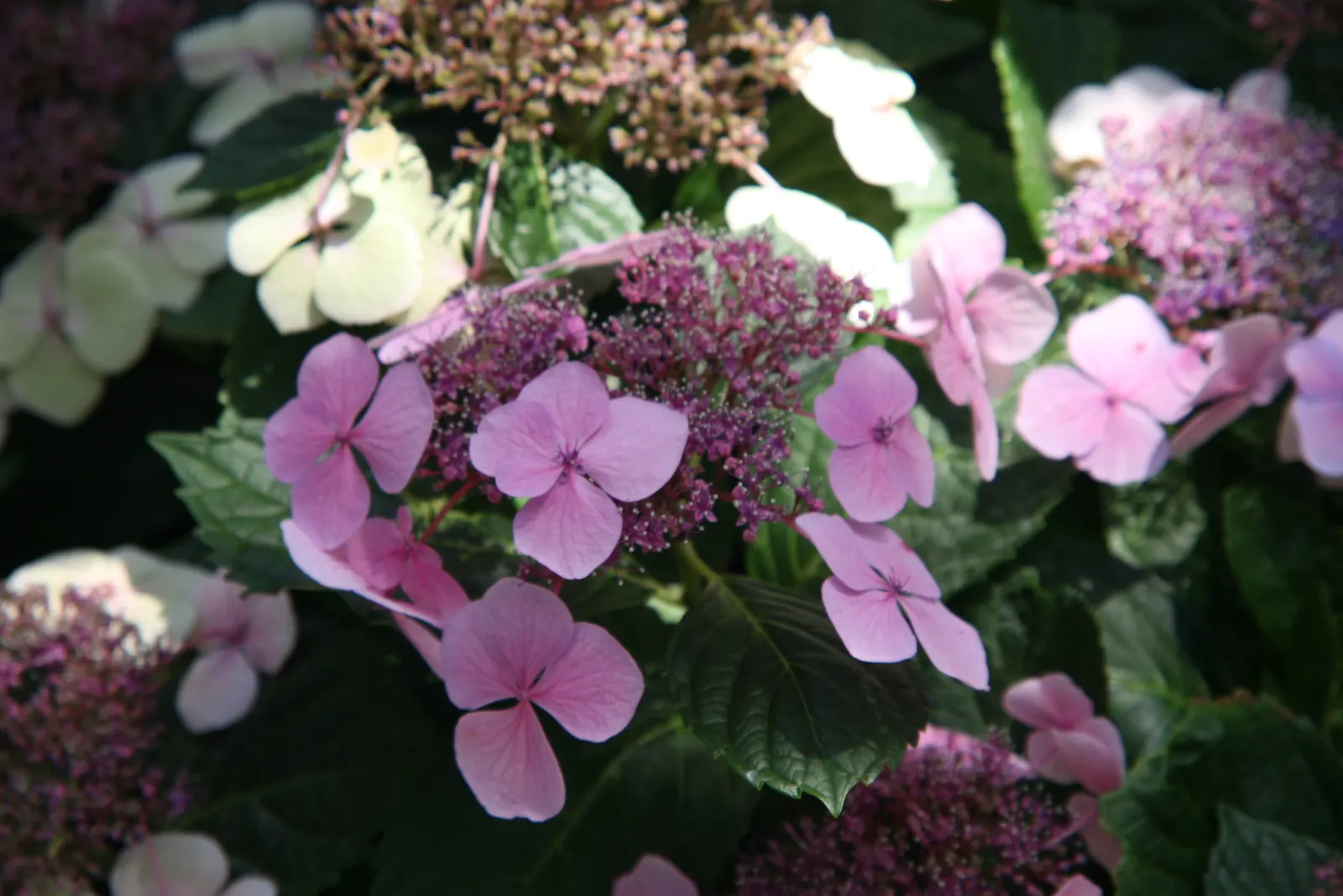 White Bigleaf Hydrangea (Hydrangea Macrophylla 'White') — rounded clusters of creamy white flowers up to 8 inches across; ideal for borders or as a focal point