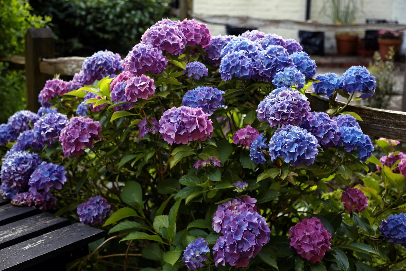 White Bigleaf Hydrangea (Hydrangea Macrophylla 'White') — offers a captivating addition to any landscape; although it can tolerate full sun in cooler climates