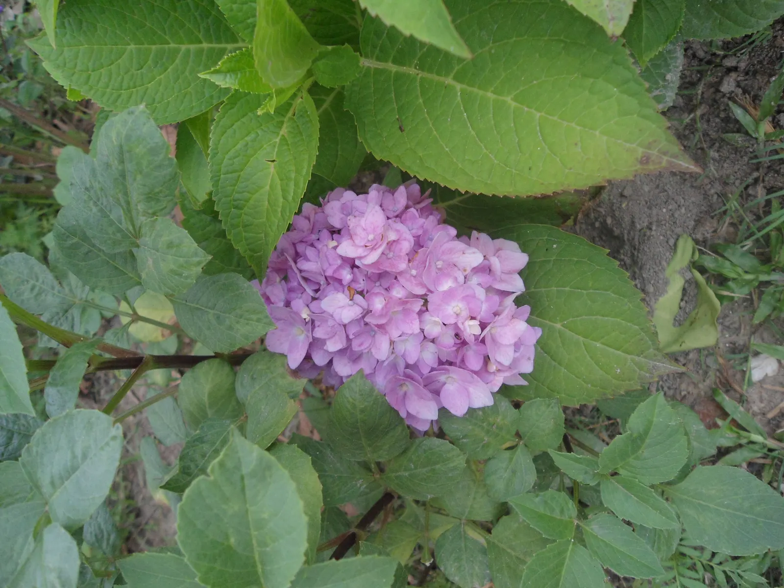 White Bigleaf Hydrangea (Hydrangea Macrophylla 'White') — these blossoms make a dramatic statement from early summer to fall