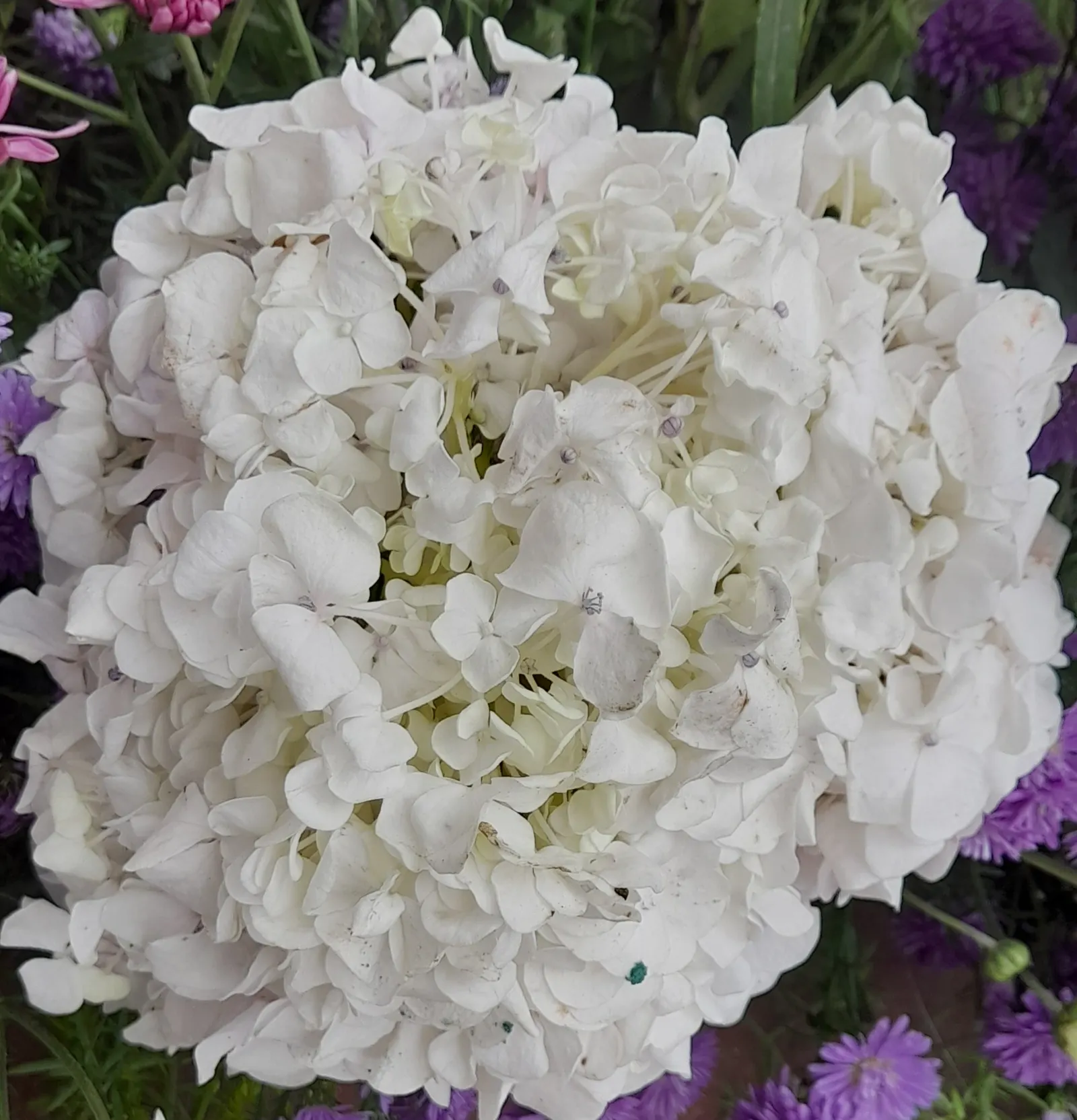 White Bigleaf Hydrangea (Hydrangea Macrophylla 'White') — this hydrangea thrives in partial shade, image 38