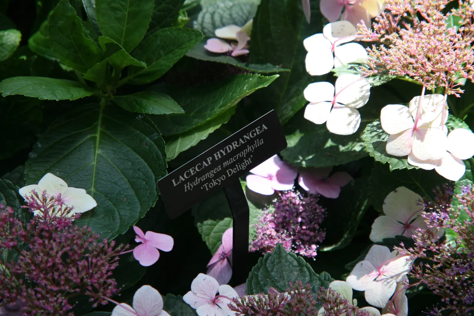 White Bigleaf Hydrangea (Hydrangea Macrophylla 'White') — It thrives in partial shade and well-drained, moist soil with a pH that can alter bloom color
