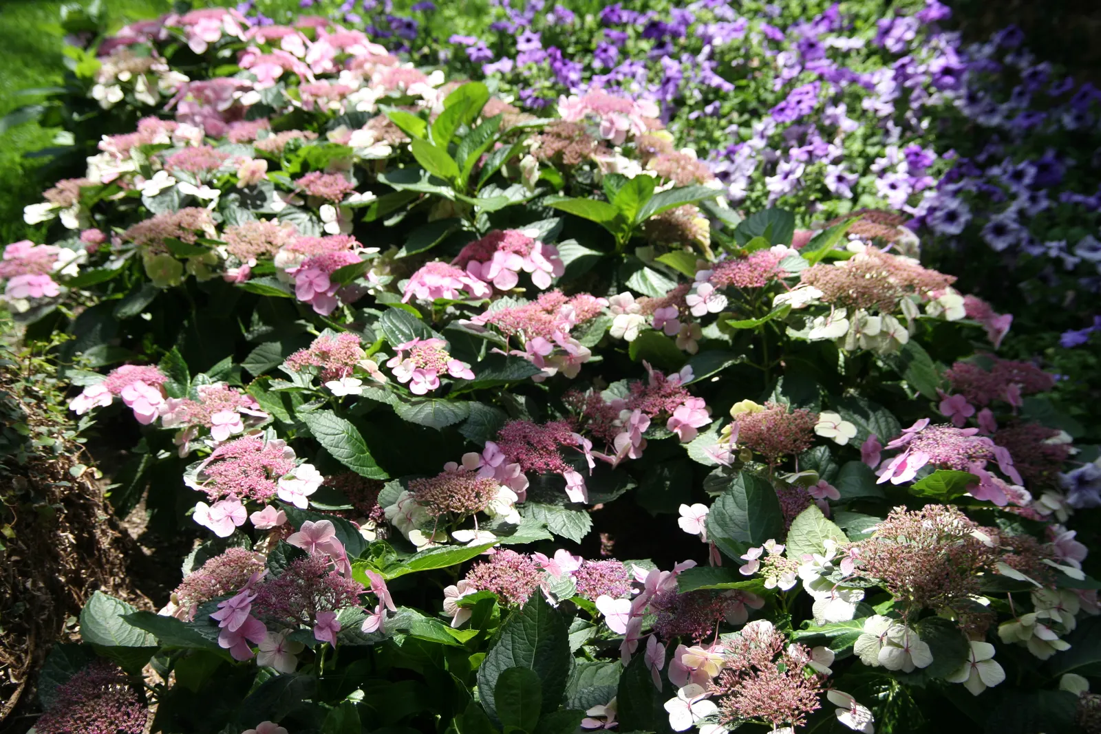 White Bigleaf Hydrangea (Hydrangea Macrophylla 'White') — Ideal for borders or as a focal point in any garden design; shrub for half