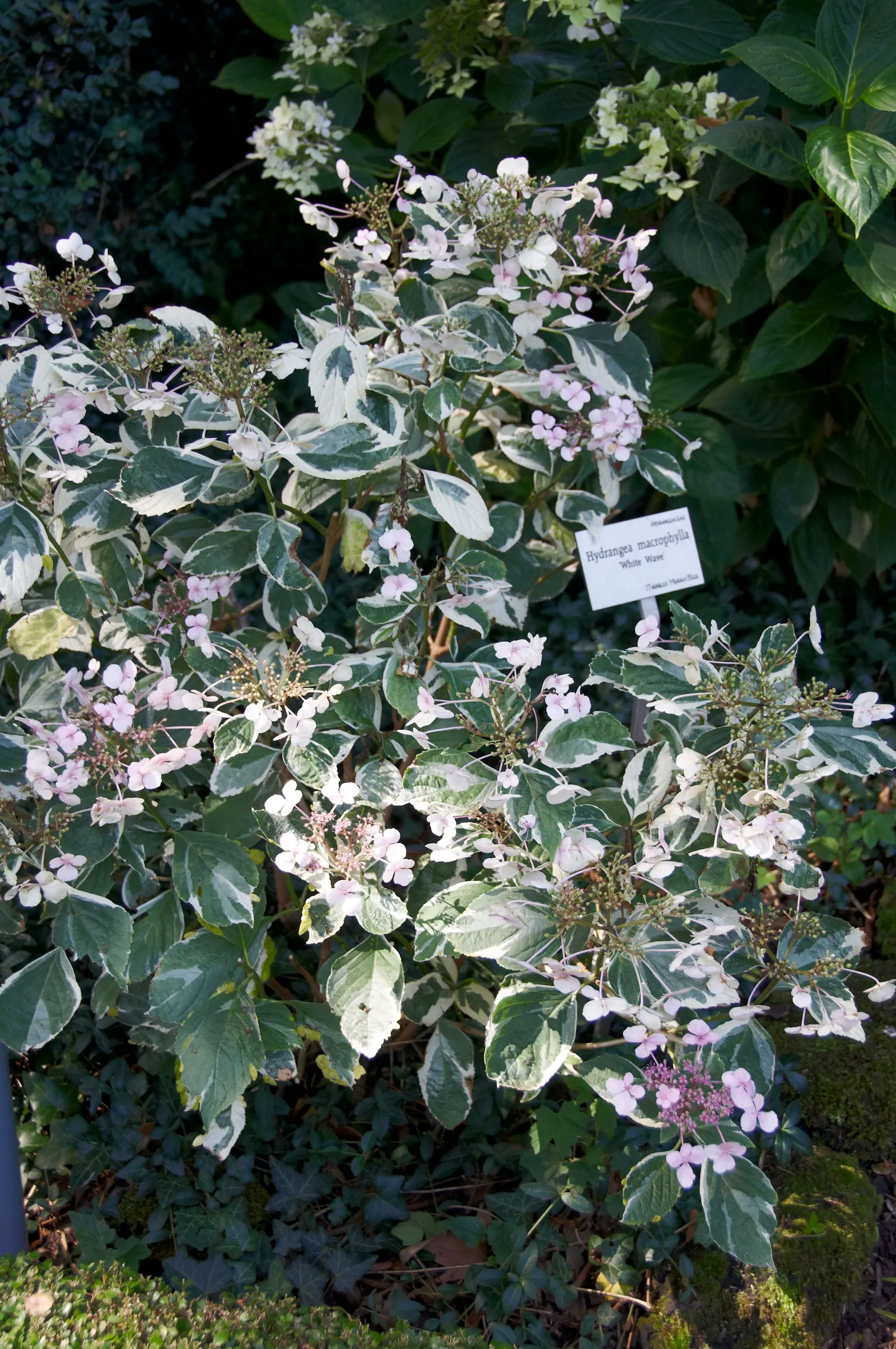 White Bigleaf Hydrangea (Hydrangea Macrophylla 'White') — This deciduous shrub typically reaches 3 to 6 feet in height and width; which can reach up to 8