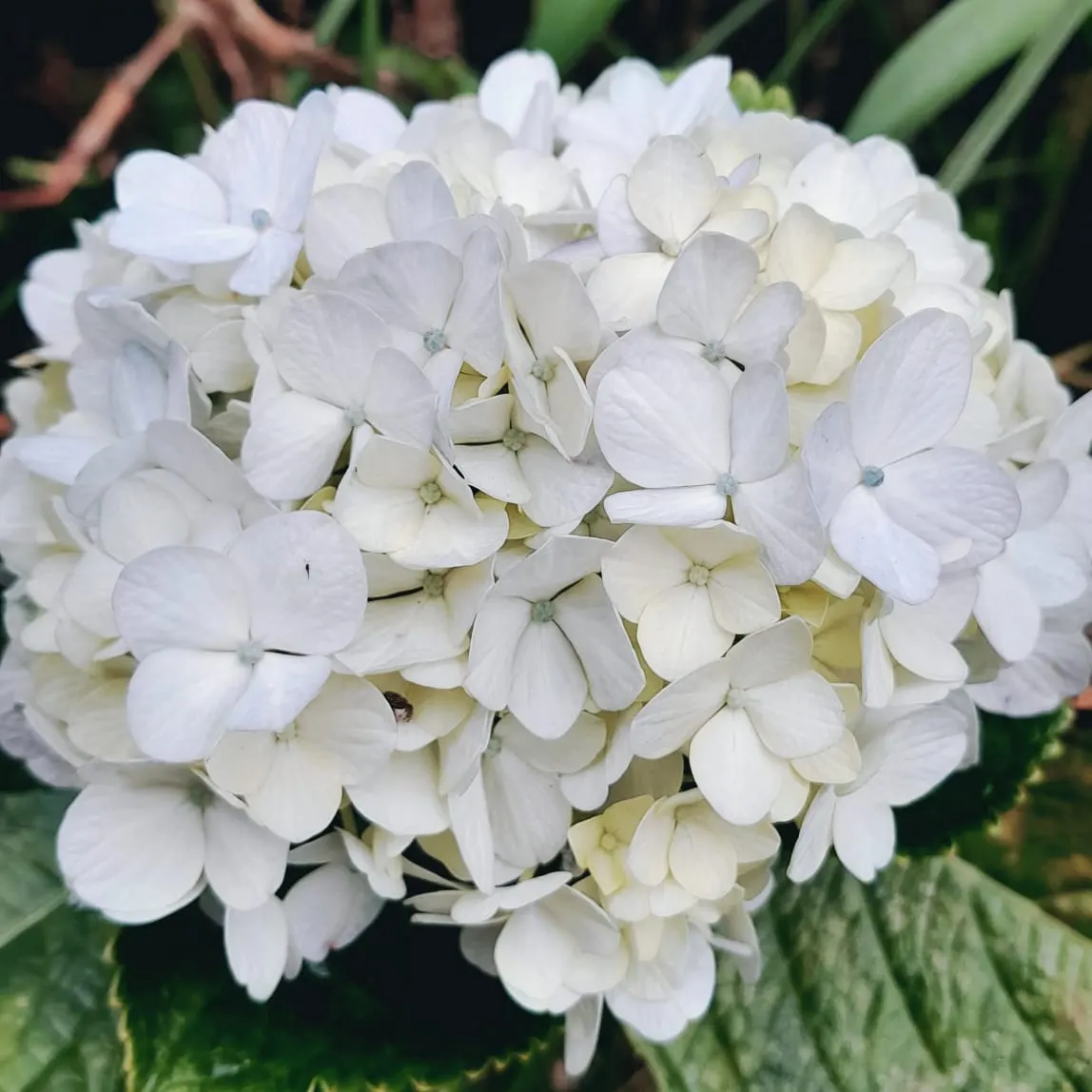 White Bigleaf Hydrangea (Hydrangea Macrophylla 'White') — rounded clusters of creamy white flowers up to 8 inches across