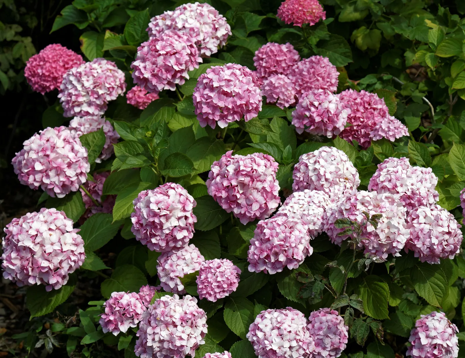 White Bigleaf Hydrangea (Hydrangea Macrophylla 'White') — A layer of mulch around the base can help to retain soil moisture and protect the root system