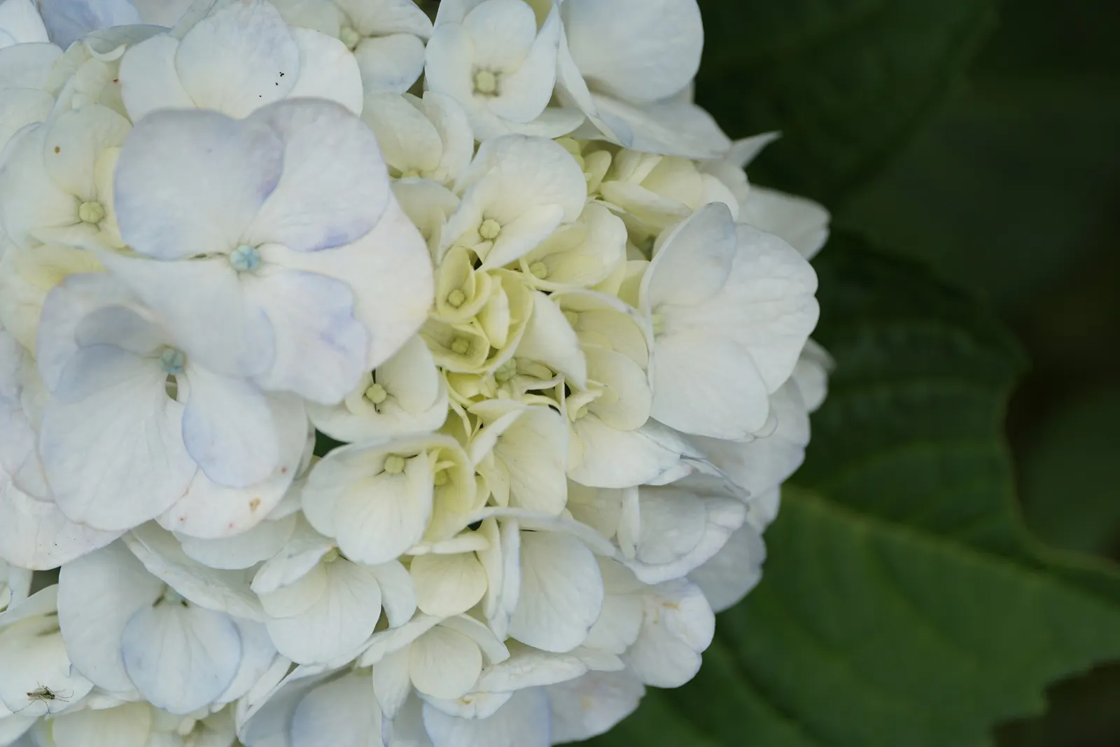 White Bigleaf Hydrangea (Hydrangea Macrophylla 'White') — white flowers in the garden