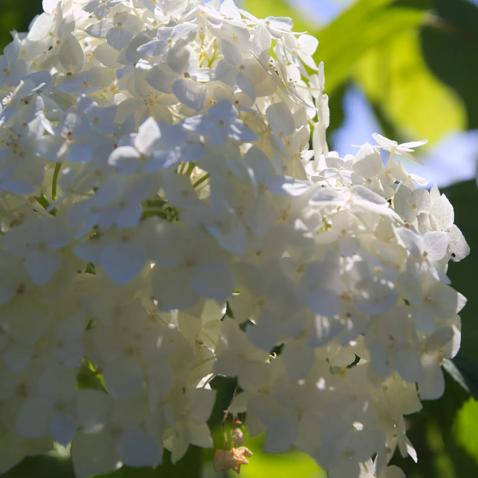 White Bigleaf Hydrangea (Hydrangea Macrophylla 'White') — this hydrangea thrives in partial shade