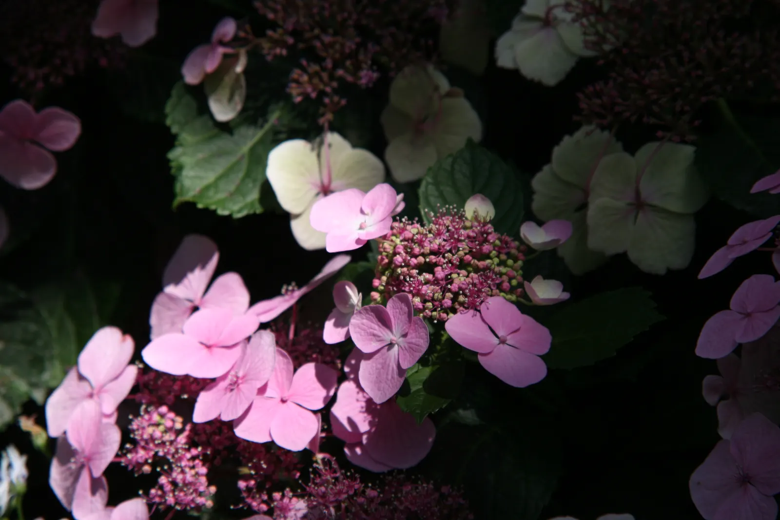 White Bigleaf Hydrangea (Hydrangea Macrophylla 'White') — shrub with white blooms