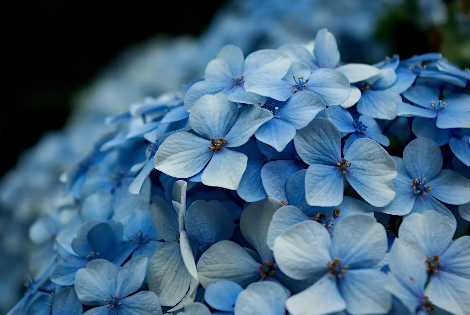White Bigleaf Hydrangea (Hydrangea Macrophylla 'White') — commonly referred to as mopheads; well-draining soil rich in organic matter is essential