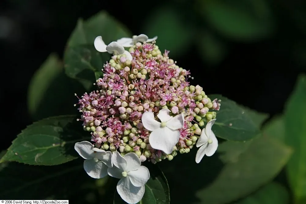 White Bigleaf Hydrangea (Hydrangea Macrophylla 'White') — scientifically known as Hydrangea macrophylla 'White'
