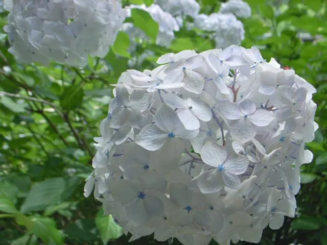 White Bigleaf Hydrangea (Hydrangea Macrophylla 'White') — For optimal health and blooming