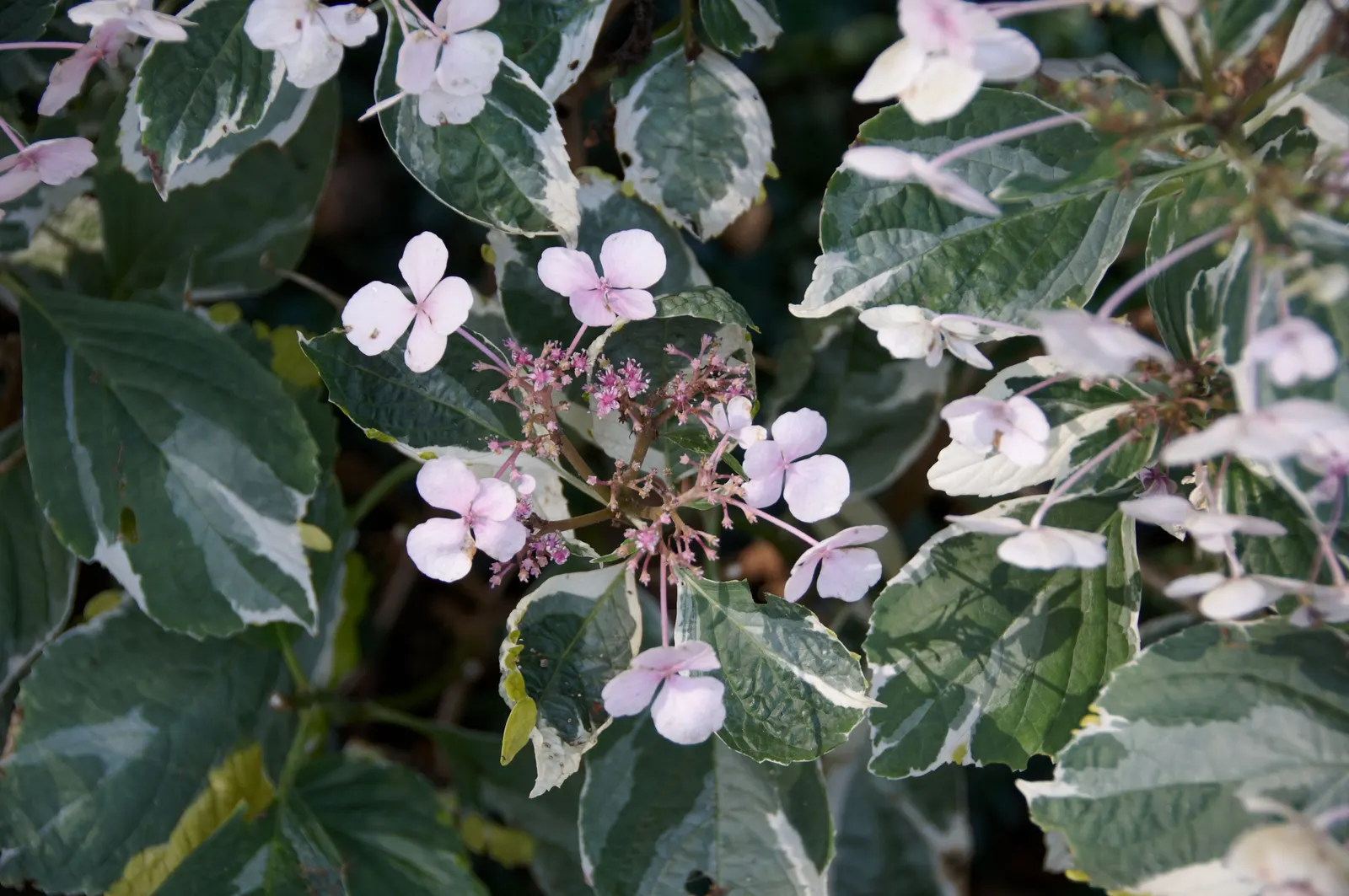 White Bigleaf Hydrangea (Hydrangea Macrophylla 'White') — shrub for half