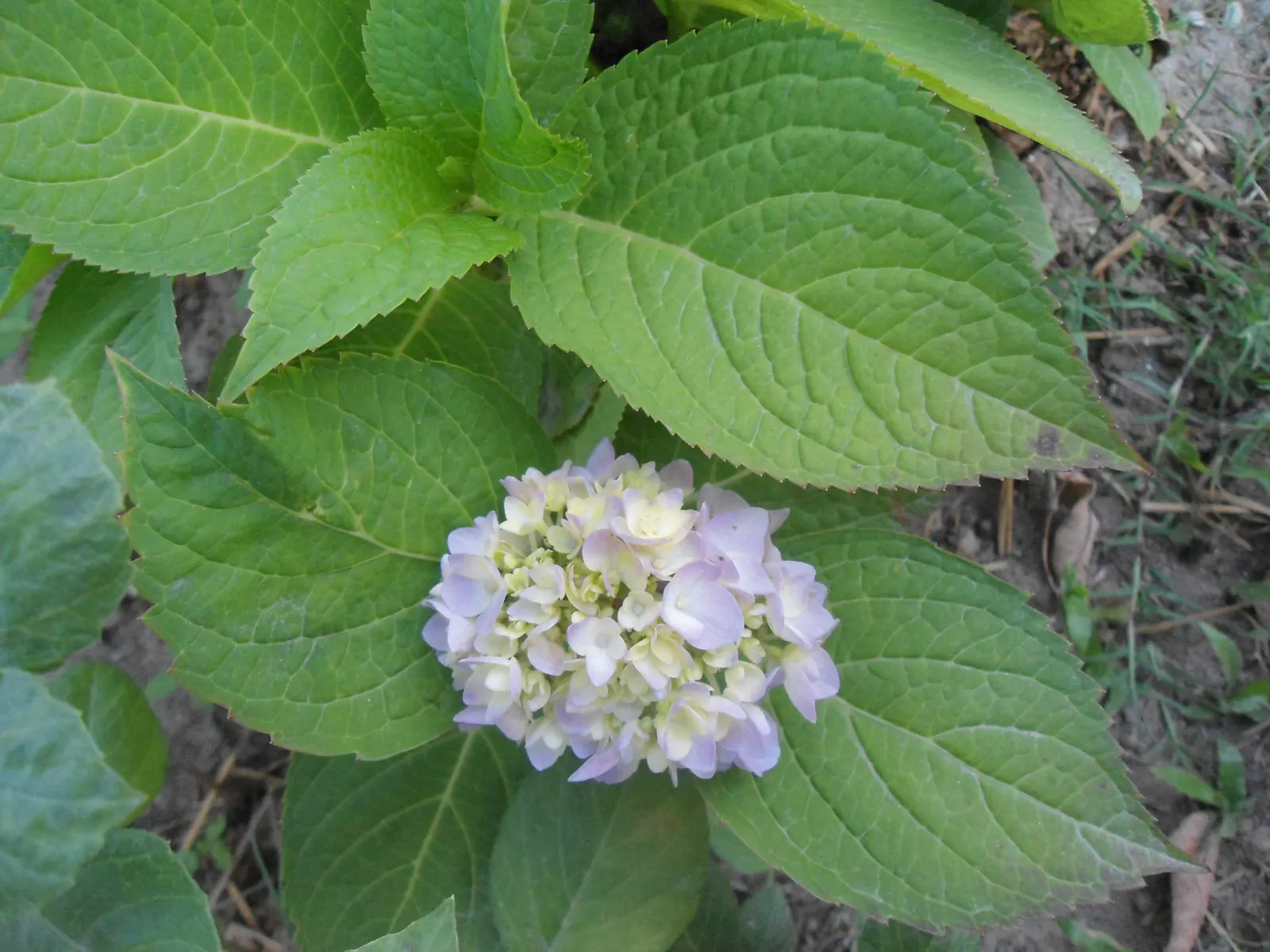 White Bigleaf Hydrangea (Hydrangea Macrophylla 'White') — often measuring 4 to 8 inches long