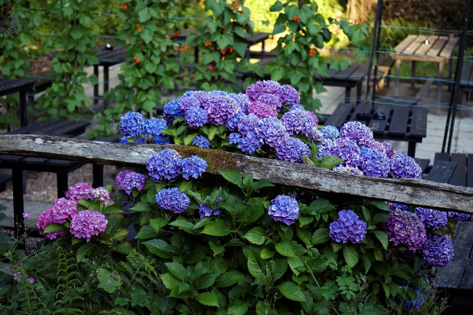 White Bigleaf Hydrangea (Hydrangea Macrophylla 'White') — showy flowers and lush foliage