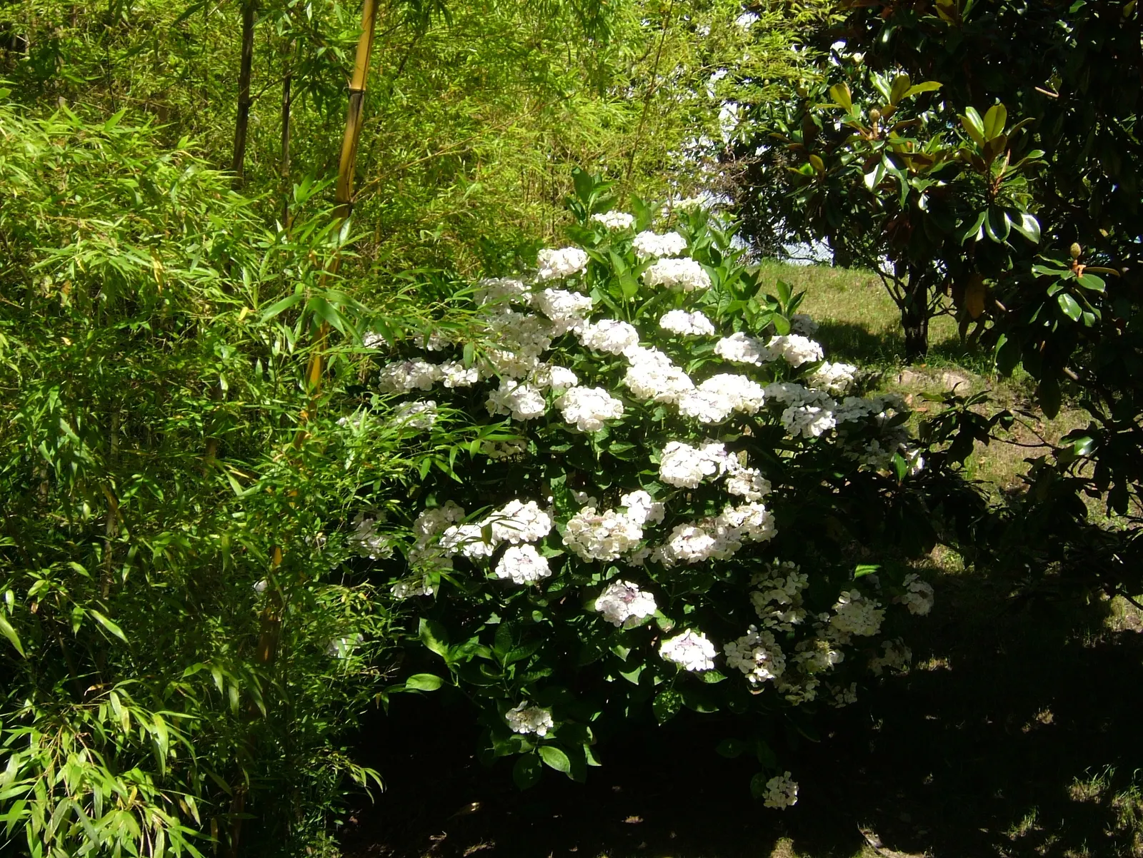 White Bigleaf Hydrangea (Hydrangea Macrophylla 'White') — making it a versatile option for many landscapers and garden enthusiasts alike