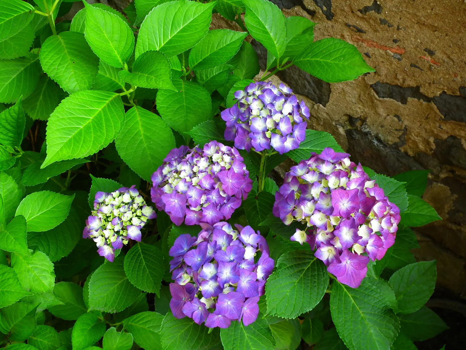 White Bigleaf Hydrangea (Hydrangea Macrophylla 'White') — This deciduous shrub typically reaches 3 to 6 feet in height and width