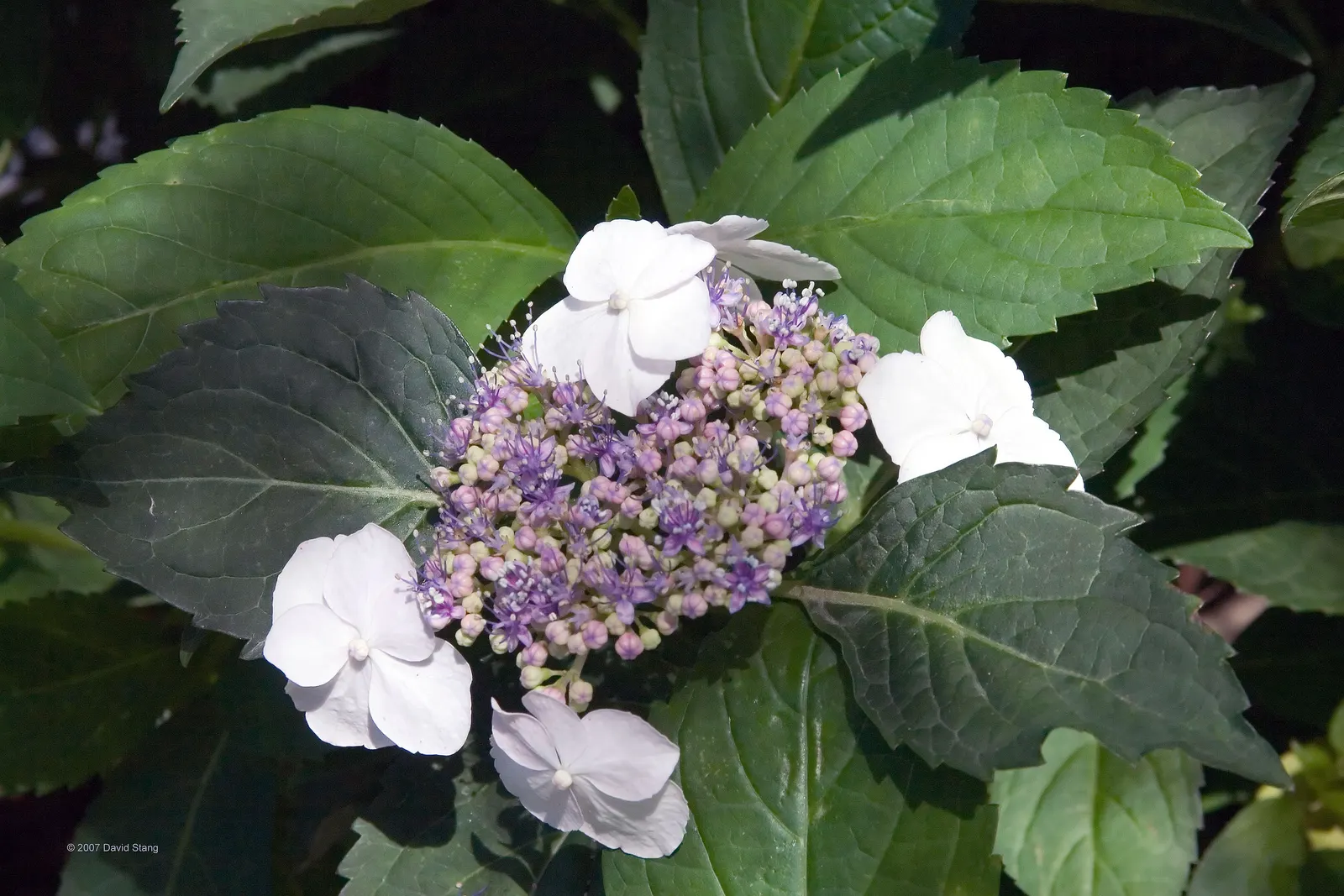 White Bigleaf Hydrangea (Hydrangea Macrophylla 'White') — well-draining soil rich in organic matter is essential