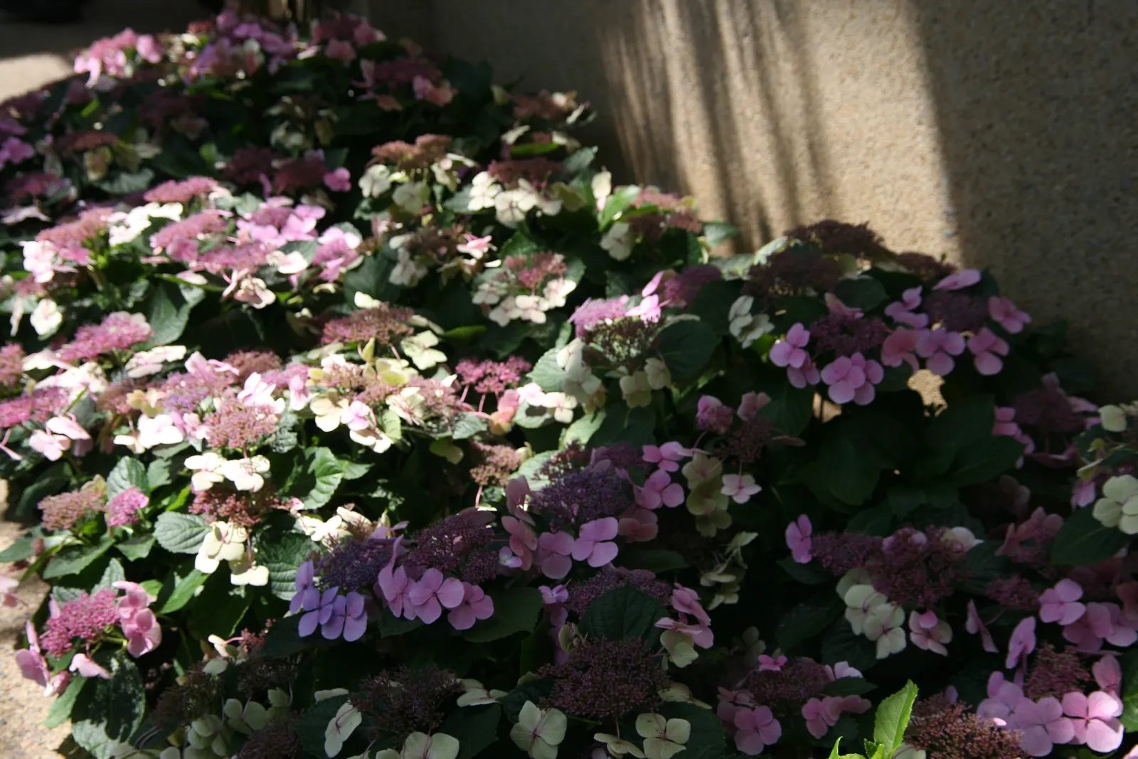 White Bigleaf Hydrangea (Hydrangea Macrophylla 'White') — USDA Hardiness Zones for this variety typically range from 5 through 9