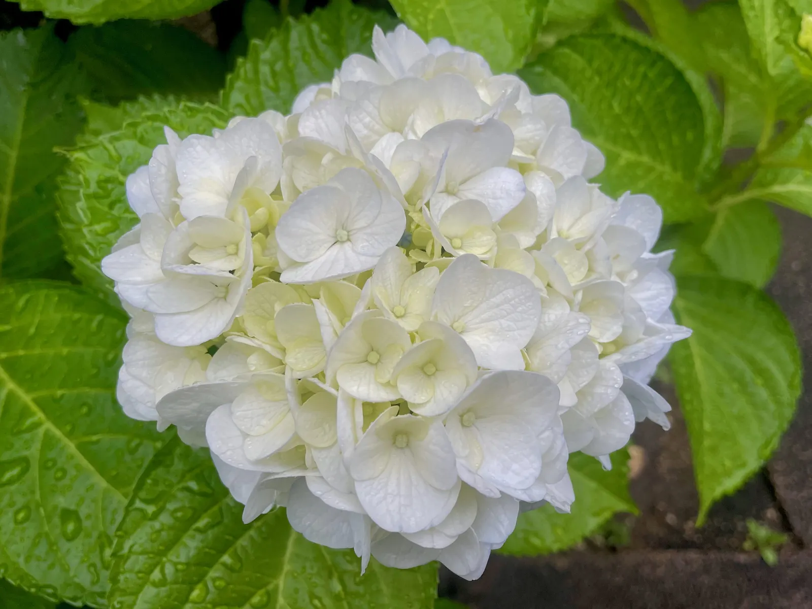 White Bigleaf Hydrangea (Hydrangea Macrophylla 'White') — scientifically known as Hydrangea macrophylla 'White'; gracing gardens with its abundant
