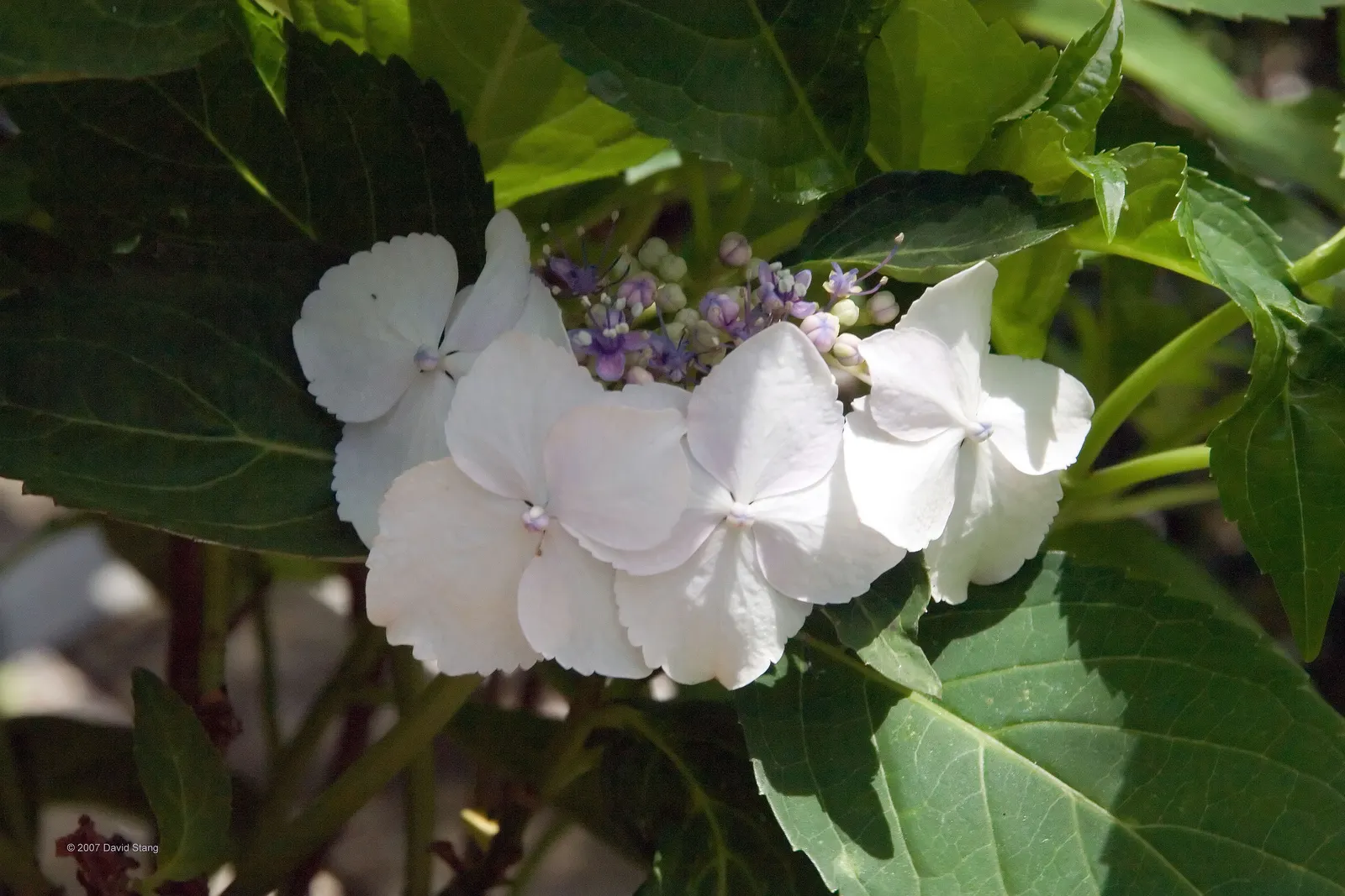 White Bigleaf Hydrangea (Hydrangea Macrophylla 'White') — When planting, consider a spacing of about 5 feet apart to allow for adequate air circulation and
