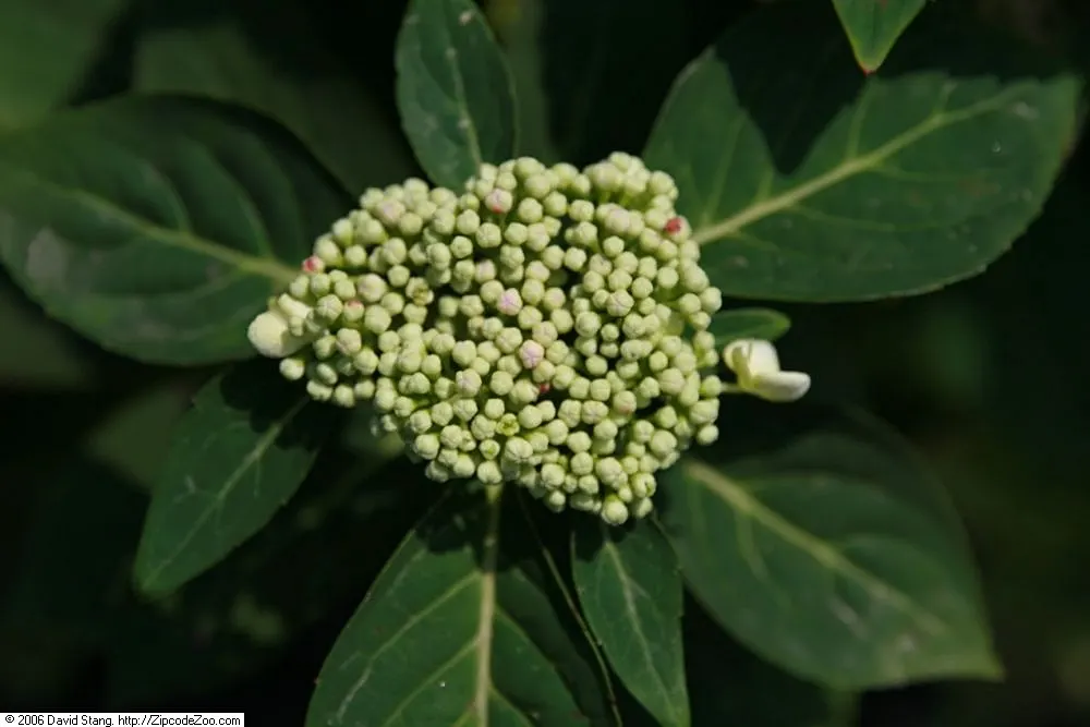 White Bigleaf Hydrangea (Hydrangea Macrophylla 'White') — which can reach up to 8 inches in diameter