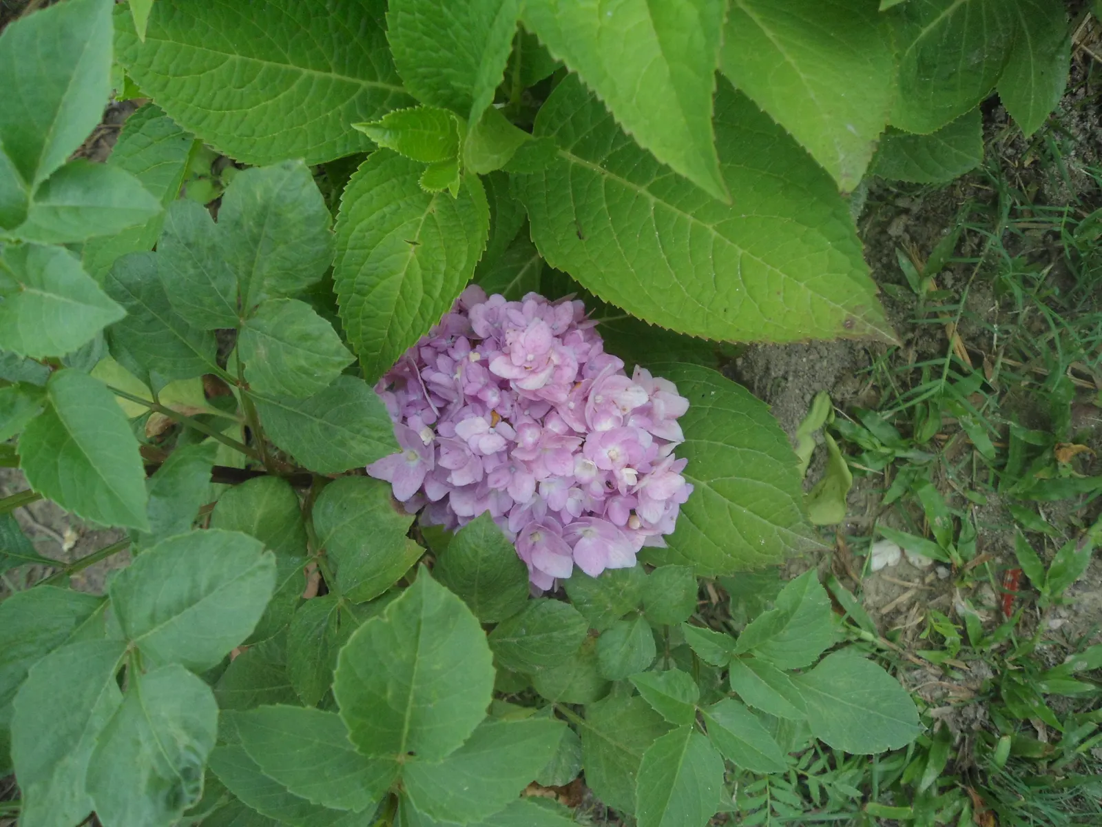 White Bigleaf Hydrangea (Hydrangea Macrophylla 'White') — It thrives in partial shade and well-drained, moist soil with a pH that can alter bloom color; with a