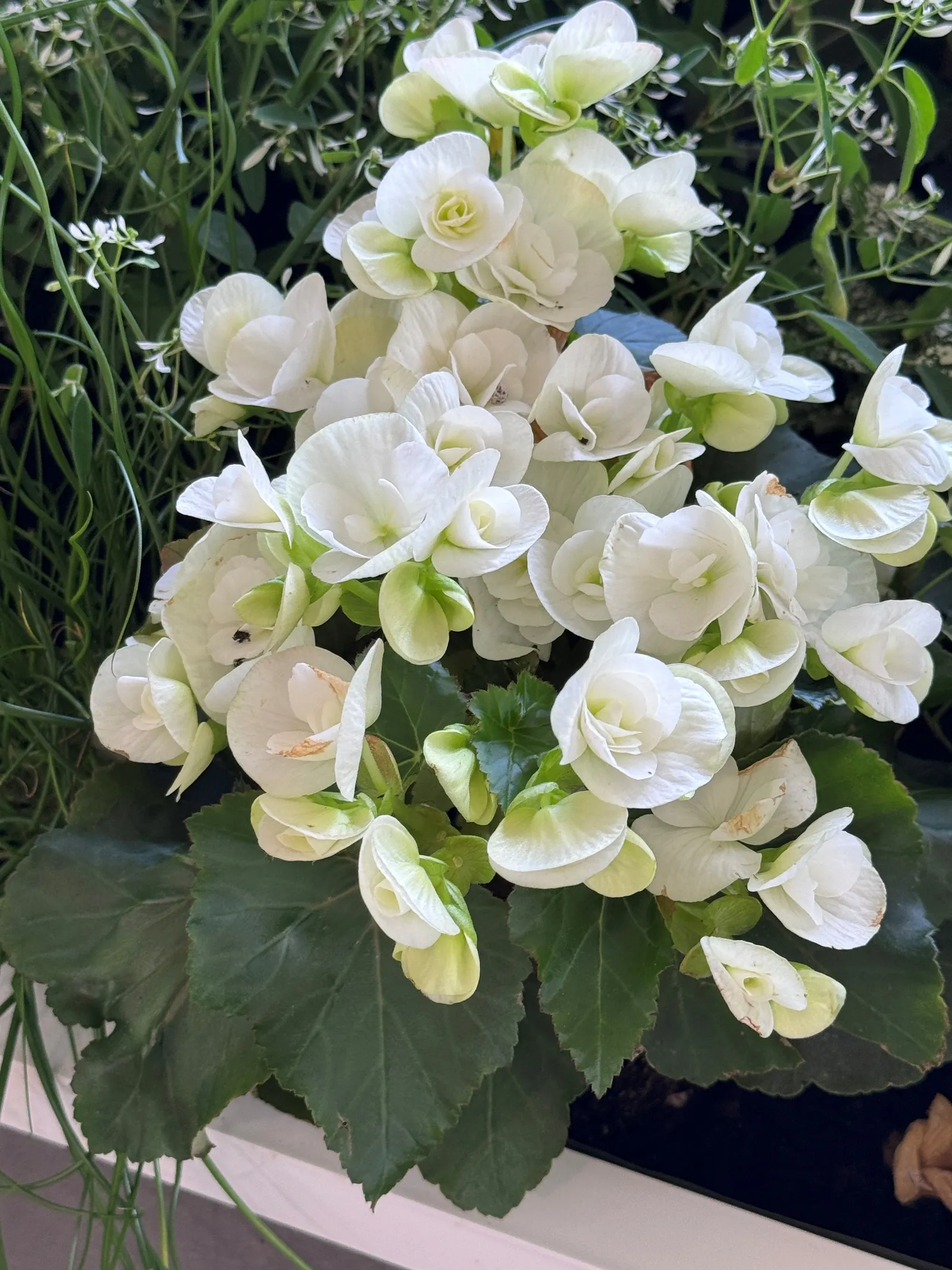 White Bigleaf Hydrangea (Hydrangea Macrophylla 'White') — with a preference for soil that retains moisture without becoming waterlogged