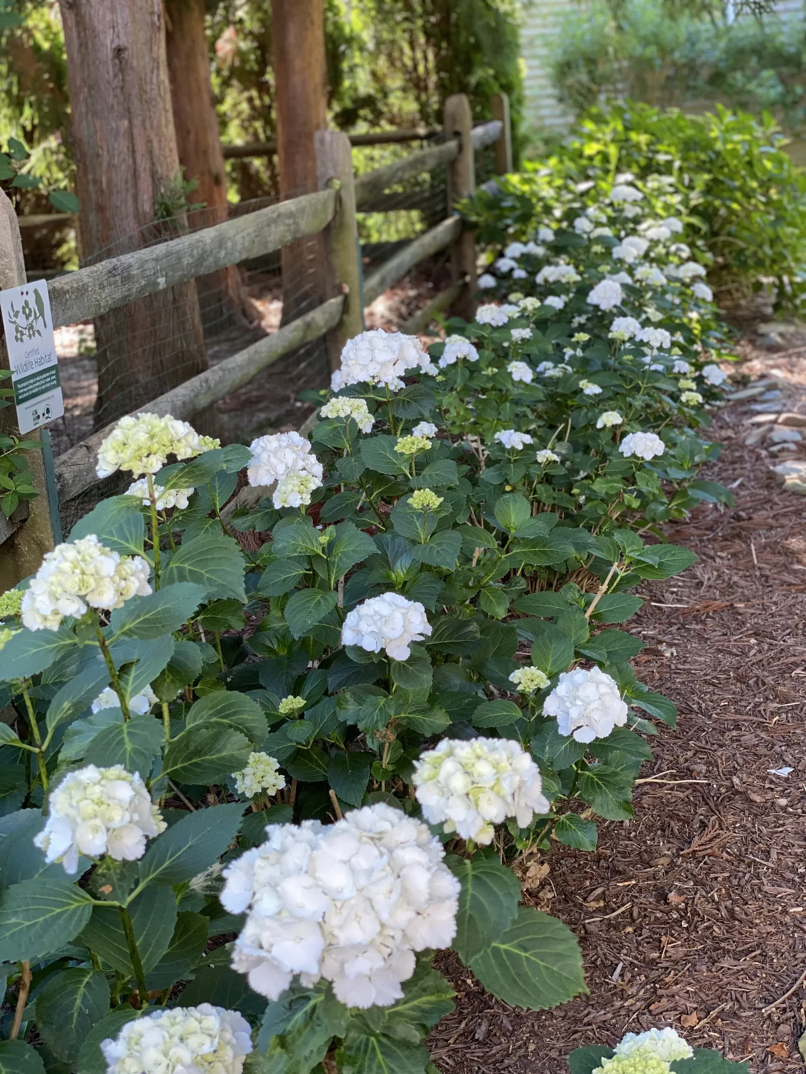 White Bigleaf Hydrangea (Hydrangea Macrophylla 'White') — commonly referred to as mopheads