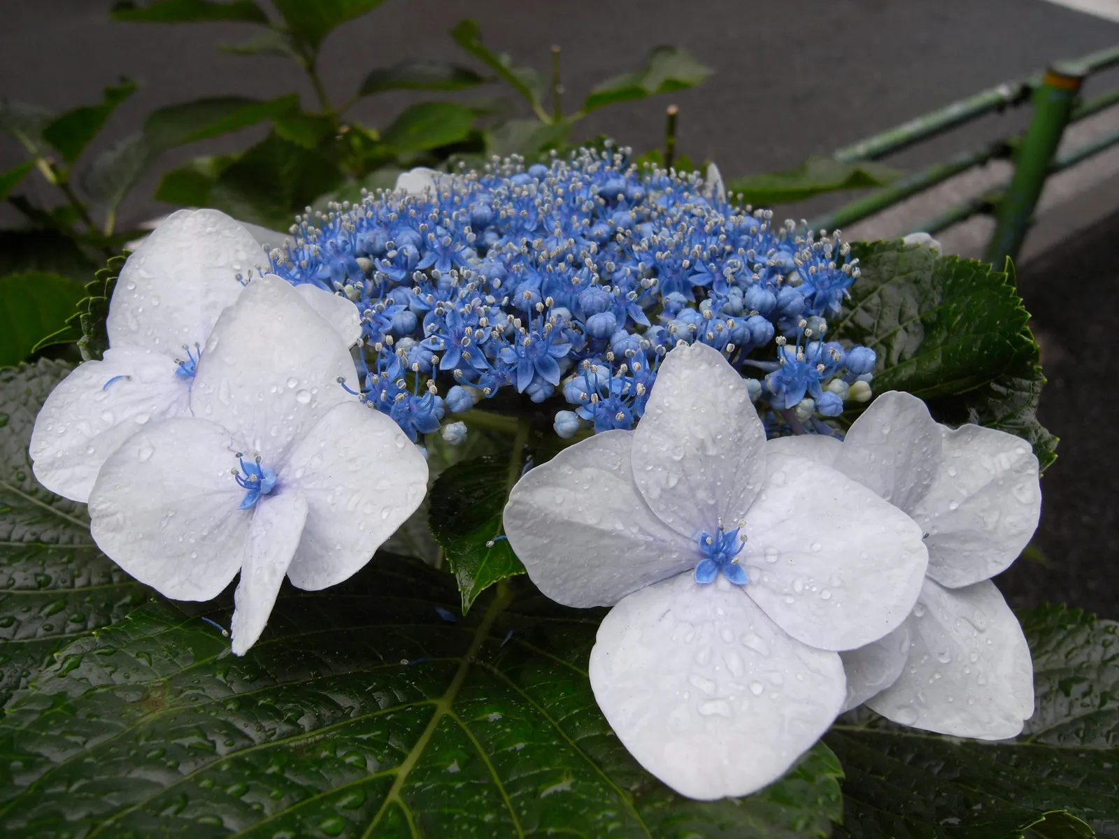 White Bigleaf Hydrangea (Hydrangea Macrophylla 'White') — gracing gardens with its abundant