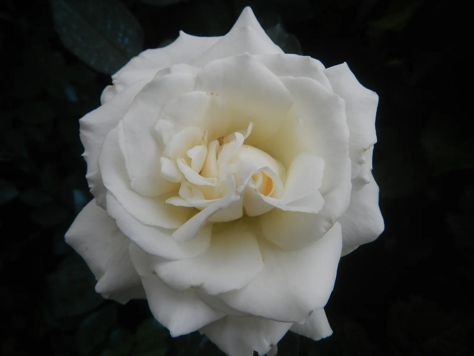 White Bigleaf Hydrangea (Hydrangea Macrophylla 'White') — which can reach up to 8 inches in diameter; shrub with white blooms