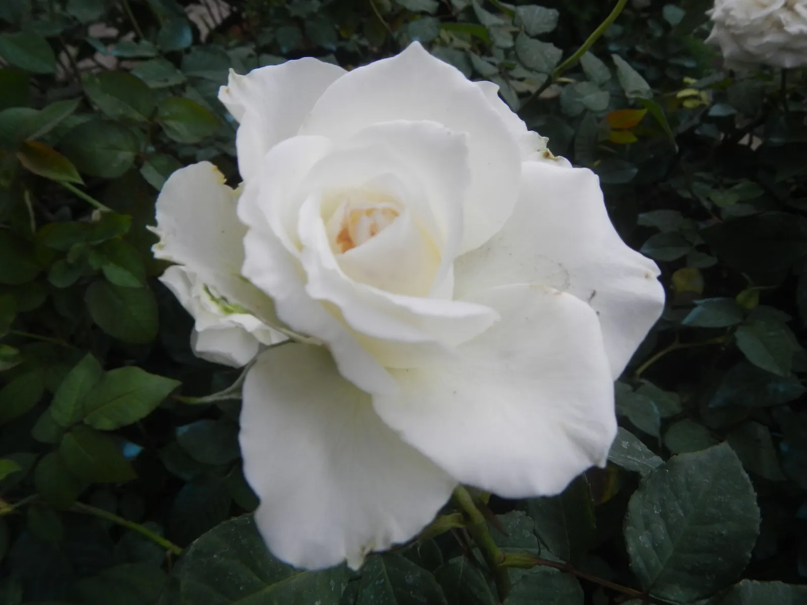 White Bigleaf Hydrangea (Hydrangea Macrophylla 'White') — provided it receives adequate moisture; this deciduous shrub typically reaches 3 to 6 feet in height