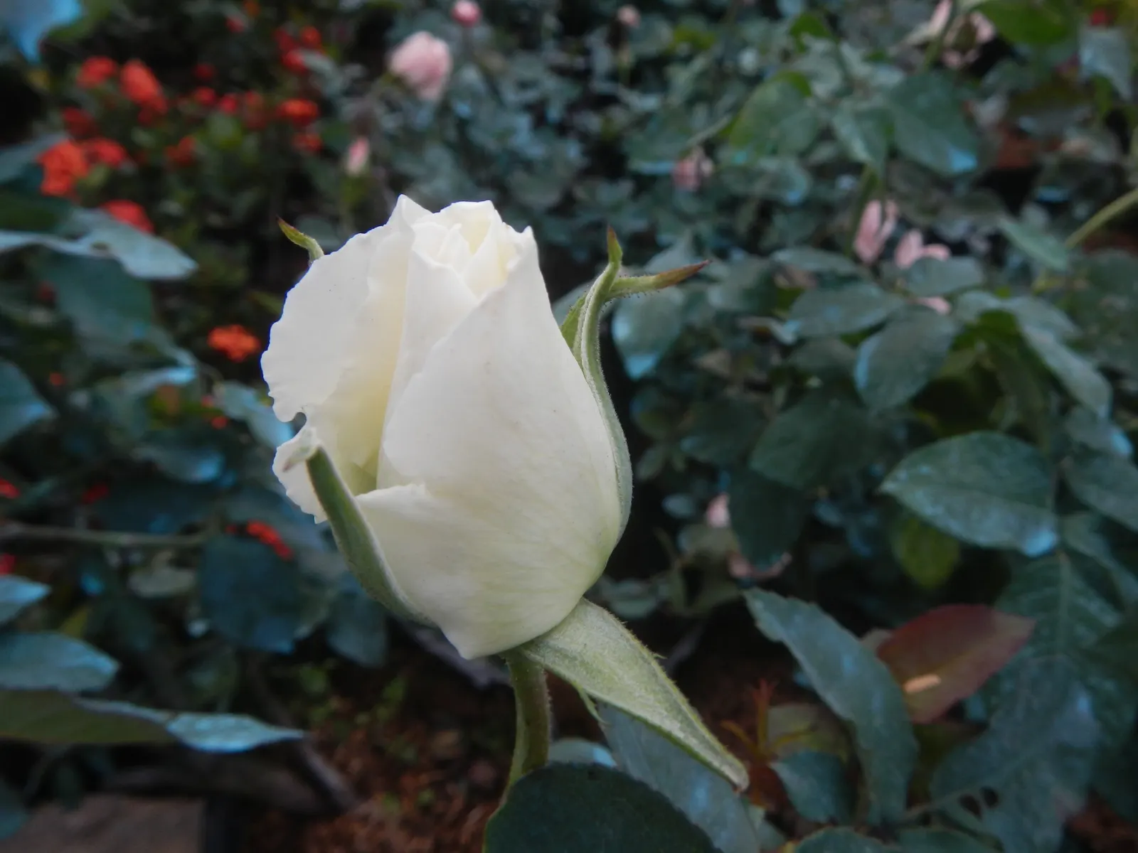 White Bigleaf Hydrangea (Hydrangea Macrophylla 'White') — gracing gardens with its abundant; uSDA Hardiness Zones for this variety typically range from 5