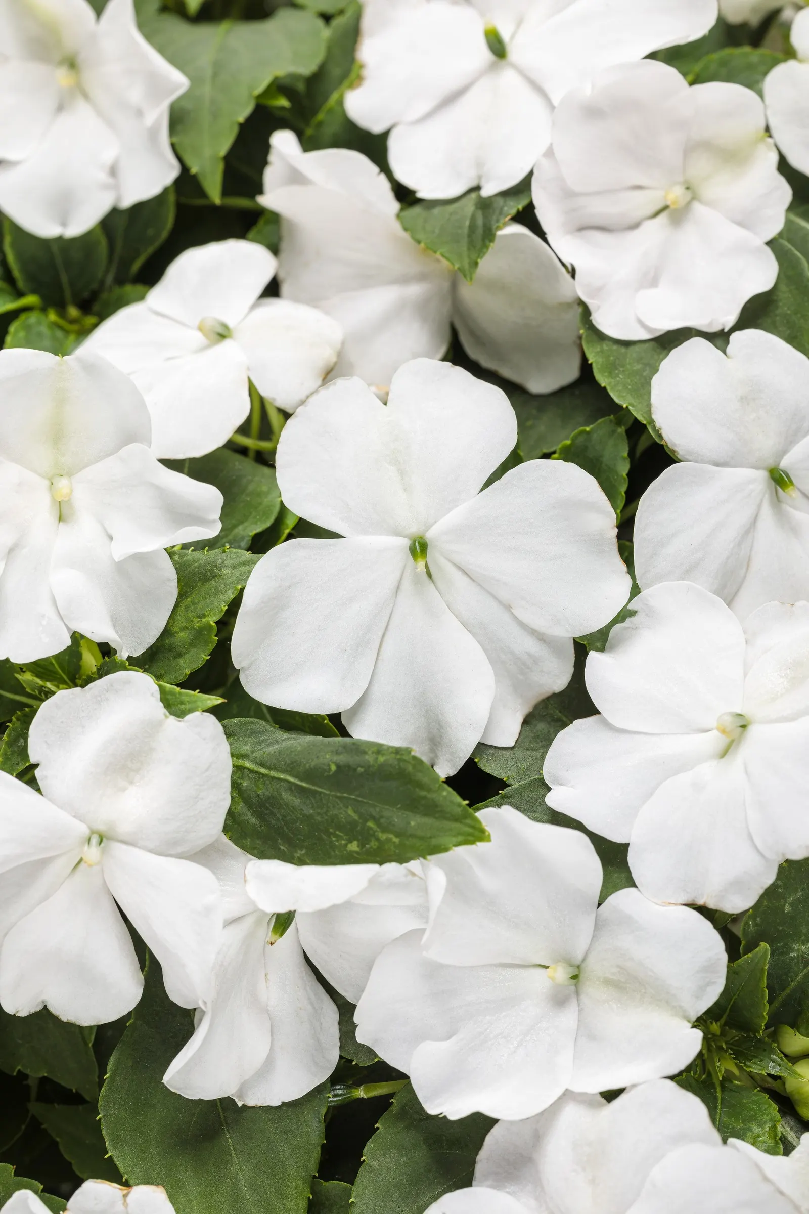 White Bedding Impatiens (Impatiens walleriana) — is a mounded Proven Winners® annual with clean white flowers and fresh green foliage from planting to frost