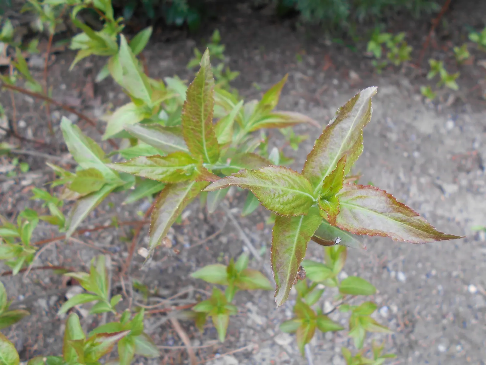 Diervilla (Diervilla X Splendens) — It performs best in full sun to partial shade and can tolerate a range of pH levels; a member of the honeysuckle family