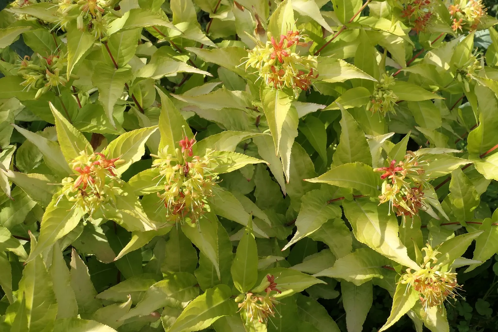 Diervilla (Diervilla X Splendens) — arching form.<br><br>For a landscape design