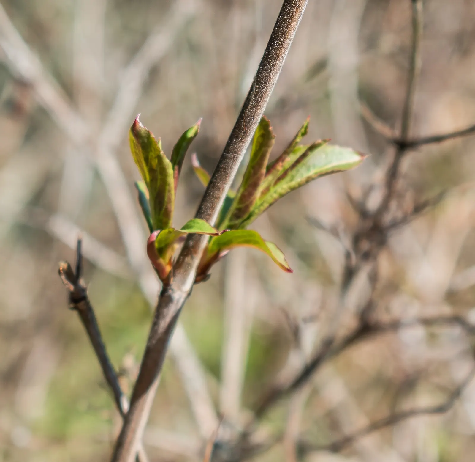 Diervilla (Diervilla X Splendens) — a member of the honeysuckle family; it makes an excellent choice for low-maintenance landscapes and native, image 63