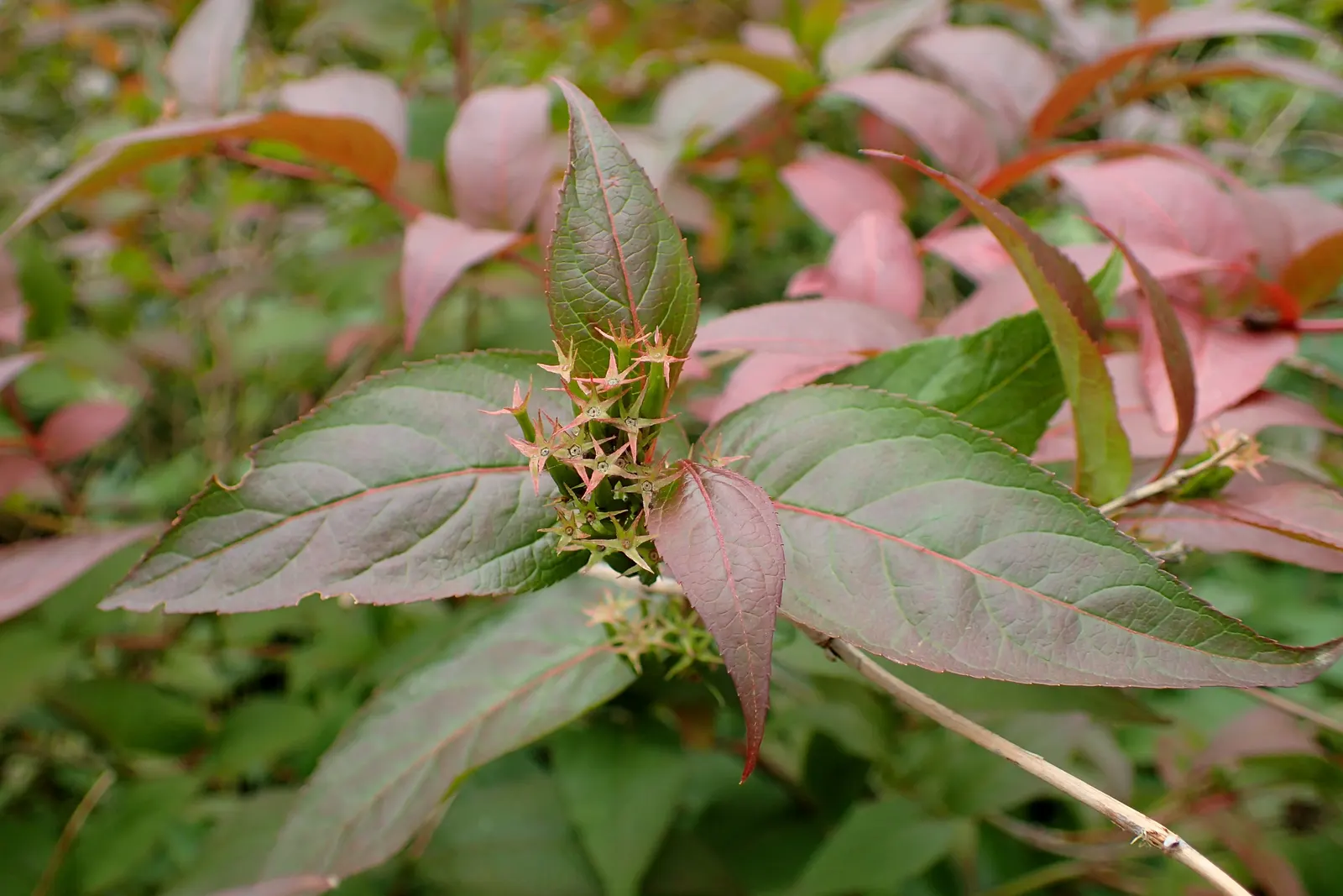 Diervilla (Diervilla X Splendens) — a member of the honeysuckle family