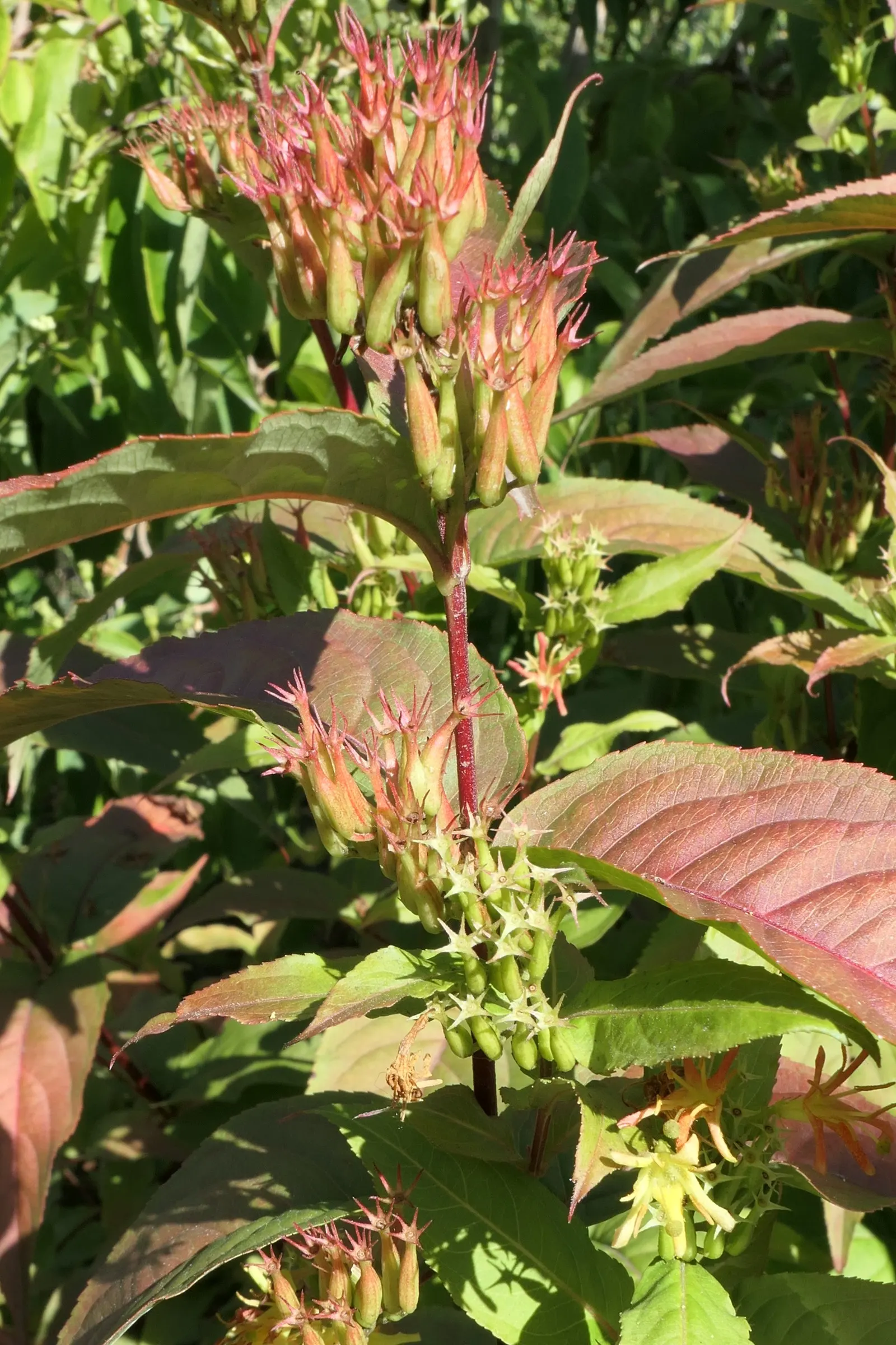 Diervilla (Diervilla X Splendens) — is a versatile and hardy deciduous shrub prized for its adaptability and vibrant display; shrub with yellow, image 62