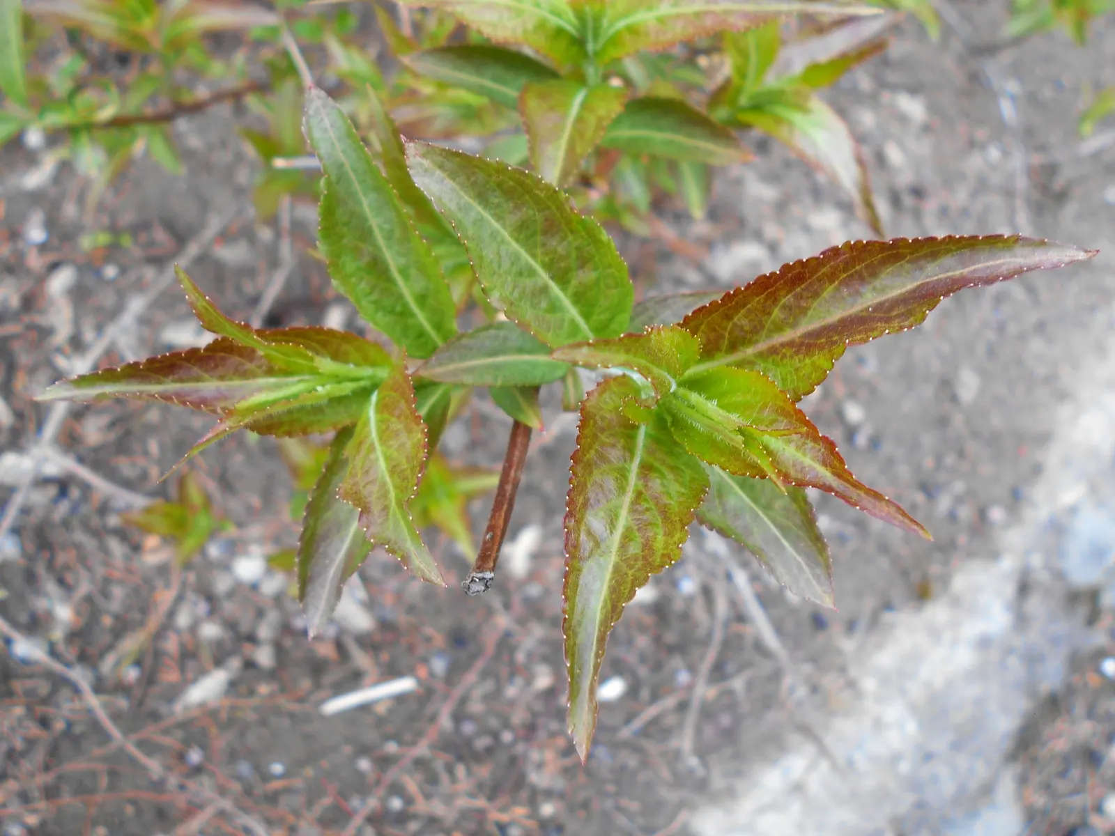 Diervilla (Diervilla X Splendens) — ovate leaves that are 1 to 4 inches long; commonly known as Bush Honeysuckle
