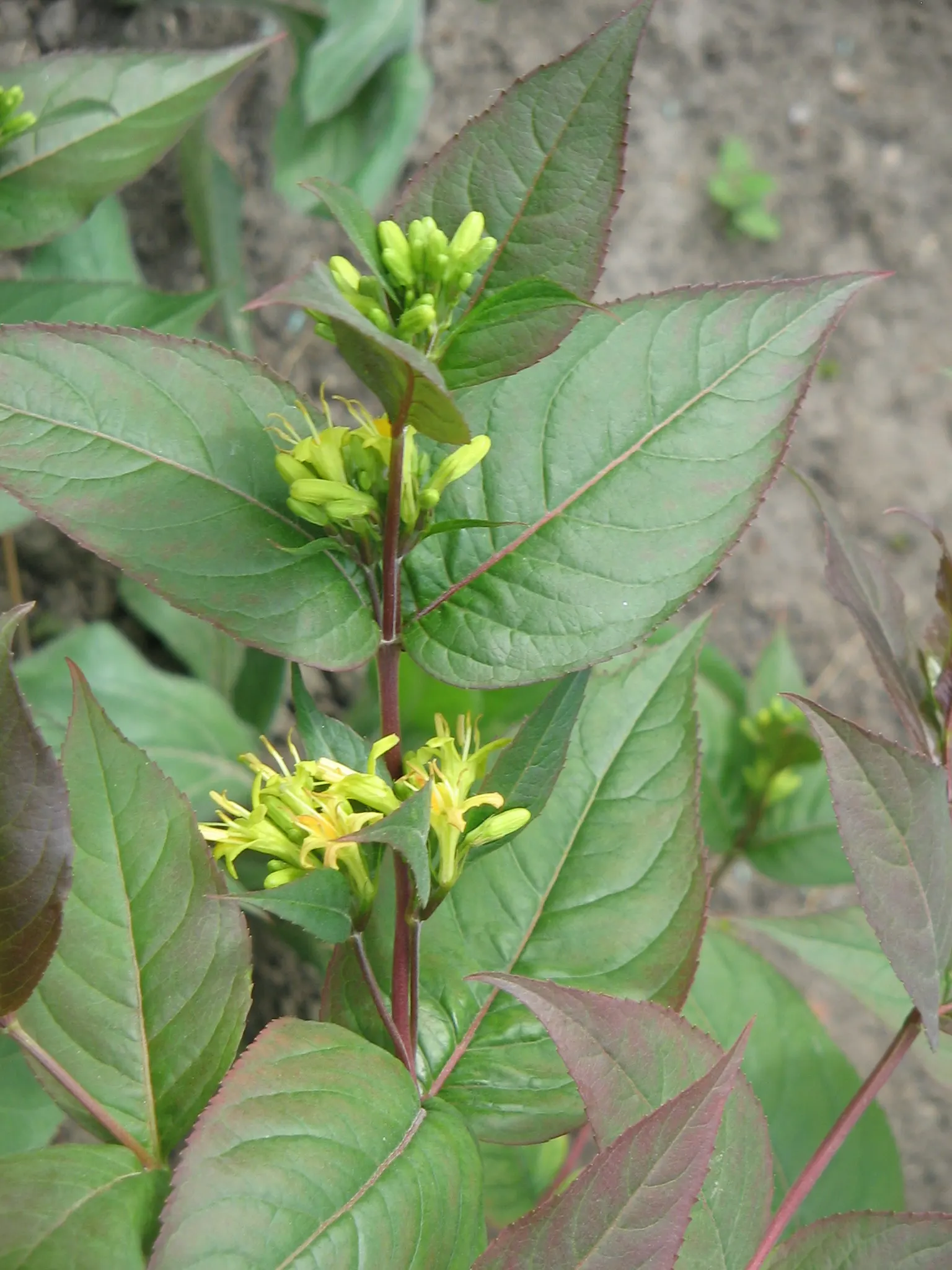 Diervilla (Diervilla X Splendens) — is a versatile and hardy deciduous shrub prized for its adaptability and vibrant display