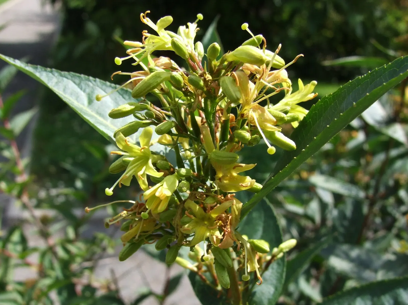 Diervilla (Diervilla X Splendens) — Drought-tolerant once established, image 32