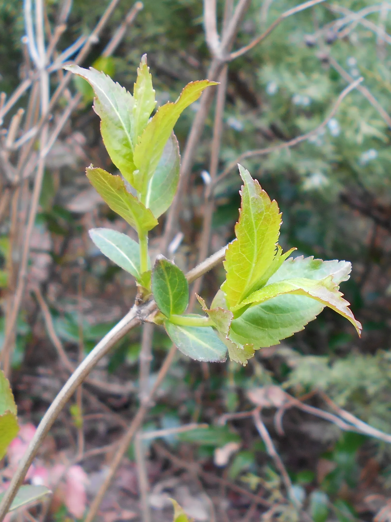 Diervilla (Diervilla X Splendens) — Drought-tolerant once established, image 59