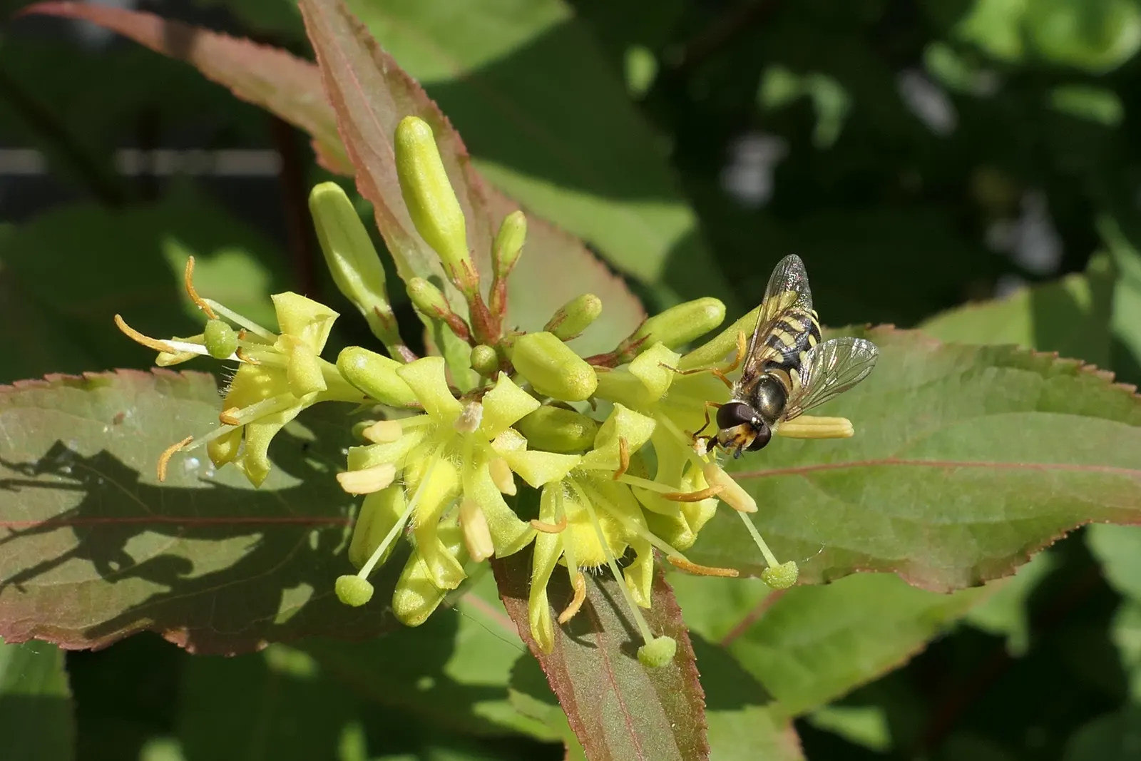 Diervilla (Diervilla X Splendens) — requiring minimal pruning to keep its natural, image 50