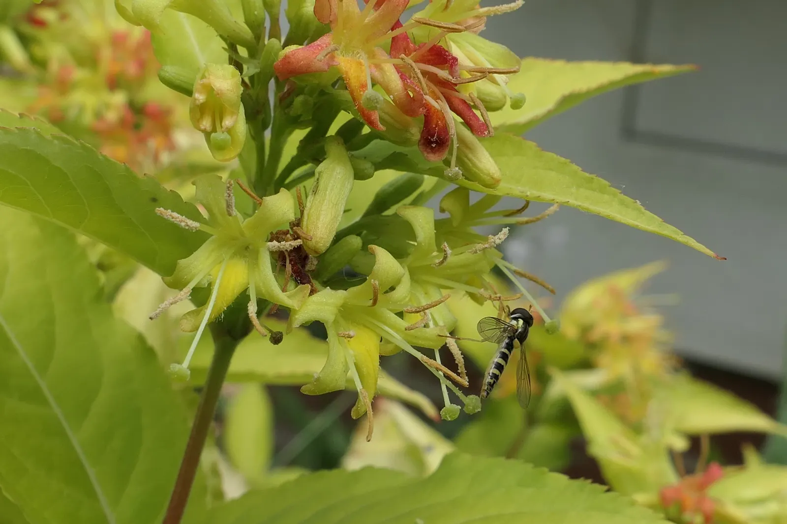 Diervilla (Diervilla X Splendens) — It boasts pointed, ovate leaves and clusters of trumpet-shaped yellow flowers blooming in summer