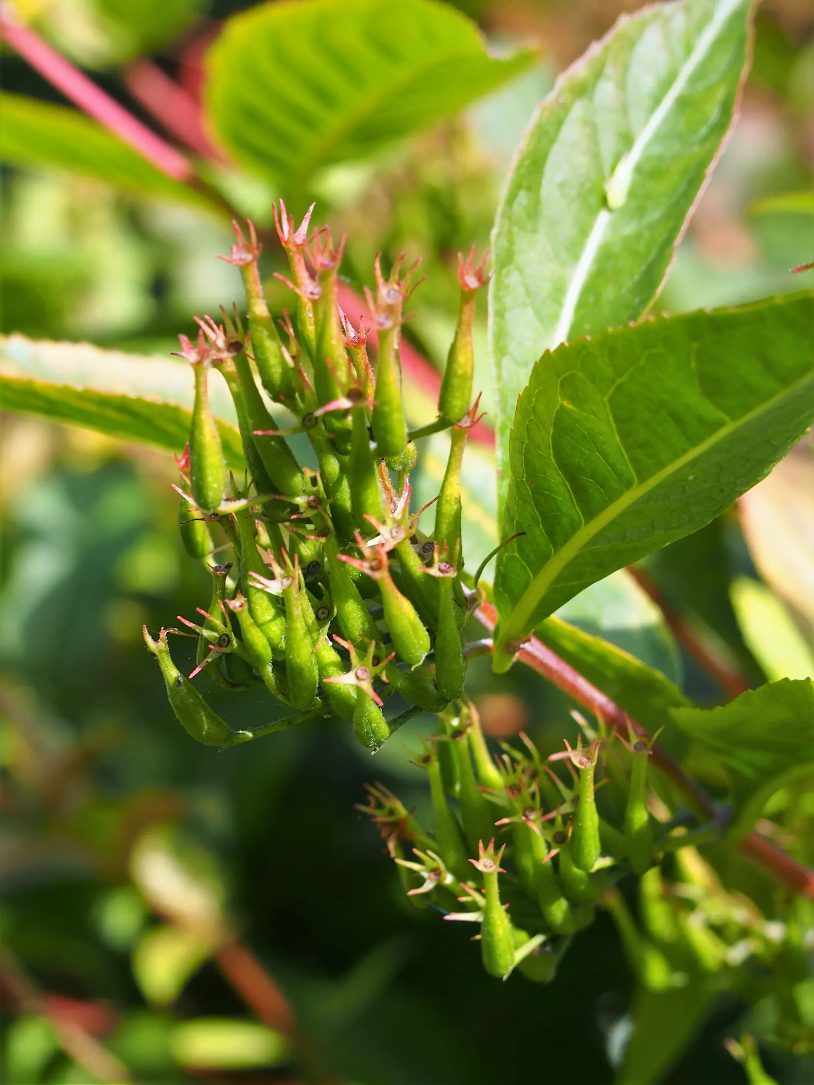 Diervilla (Diervilla X Splendens) — making it a suitable choice for foundation plantings; ranging from well-drained to moderately moist