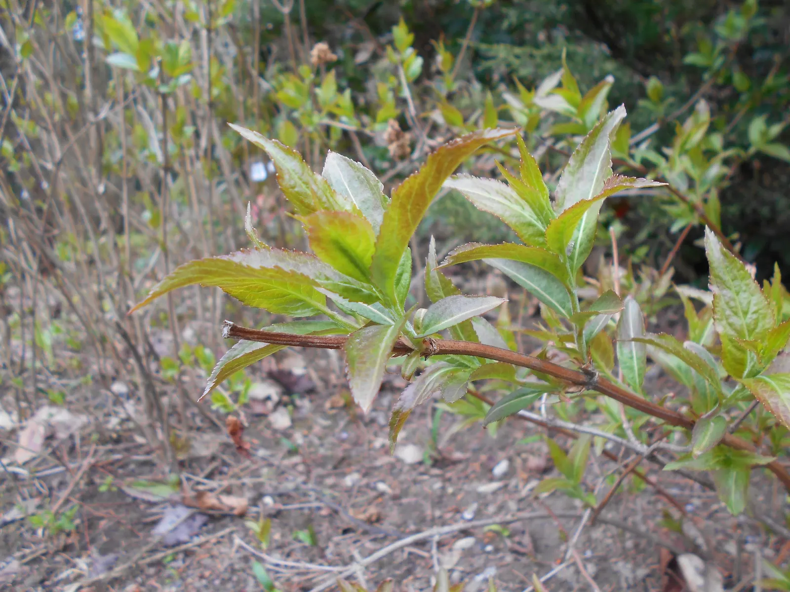 Diervilla (Diervilla X Splendens) — it makes an excellent choice for low-maintenance landscapes and native plant gardens