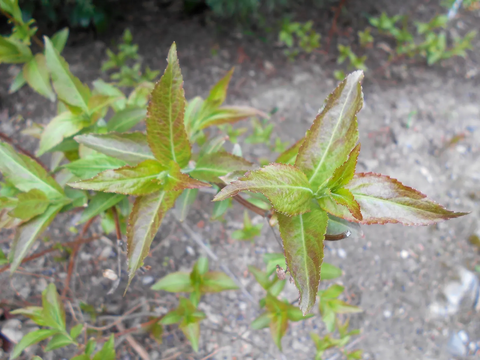 Diervilla (Diervilla X Splendens) — it makes an excellent choice for low-maintenance landscapes and native plant gardens; and naturalized areas.<br><br>One of