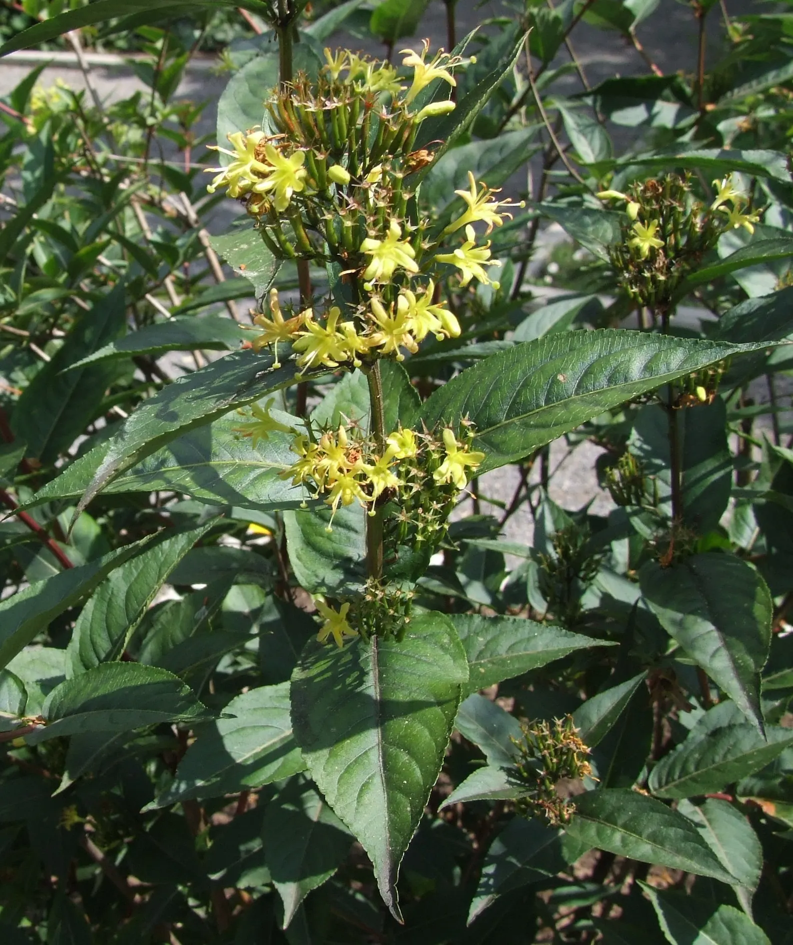 Diervilla (Diervilla X Splendens) — yellow flowers in the garden